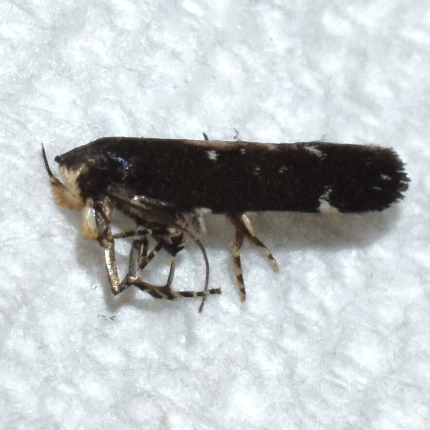 Aroga argutiola