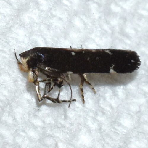Red-striped Fireworm Moths and Allies photo 4