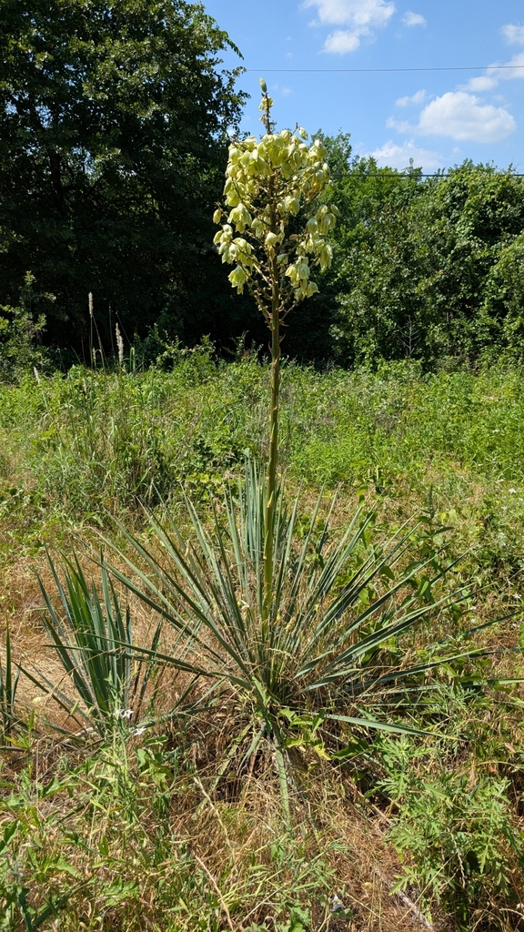 Glen Rose Yucca
