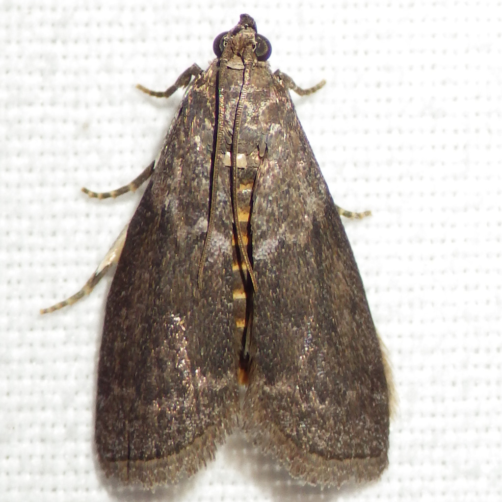 Oreana unicolorella