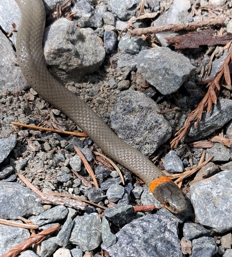 iNaturalist observation photo of Ring-necked Snake