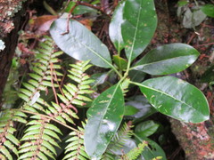 Coprosma lucida