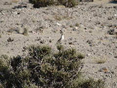 Emarginata tractrac