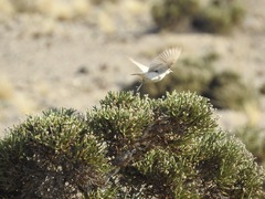Emarginata tractrac