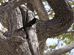 Phoeniculus damarensis