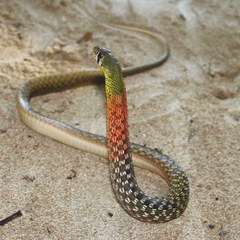 Rhabdophis subminiatus