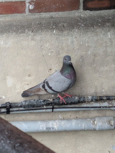 Feral Pigeon photographed in New Hampshire
