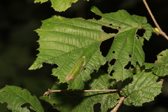 Phyllonorycter nicellii
