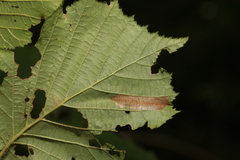 Phyllonorycter nicellii