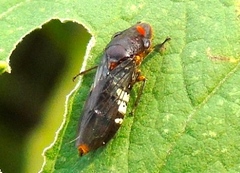 Homalodisca ichthyocephala