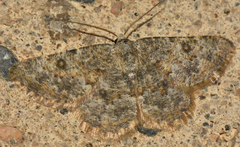 Charissa mucidaria
