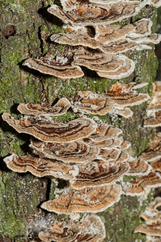 Trametes versicolor · May 2025 · photo: © robbiebgraham (iNaturalist, cc0)