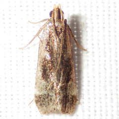 Dichomeris ochripalpella