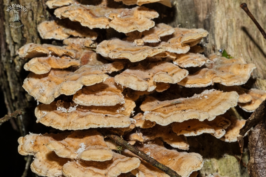 Trametes versicolor · May 2025 · photo: © robbiebgraham (iNaturalist, cc0)