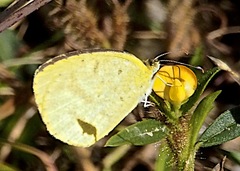 Eurema brigitta pulchella