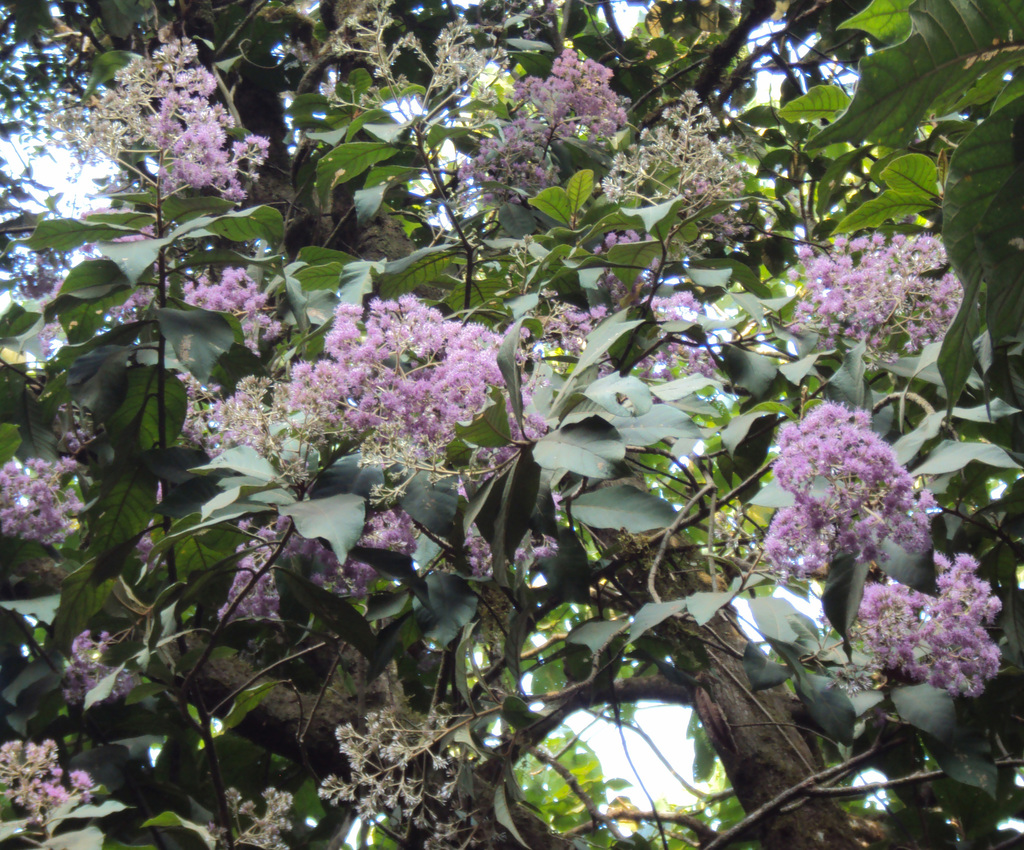 Strobocalyx arborea (Strobocalyx arborea)