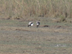 Bugeranus carunculatus