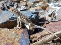 Holbrookia elegans