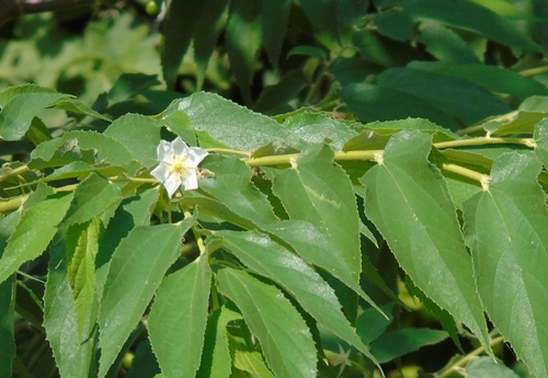 calabur tree