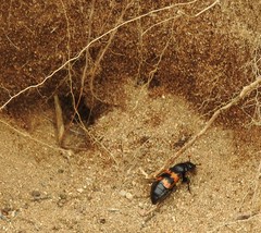 Nicrophorus marginatus