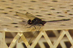 Erythemis