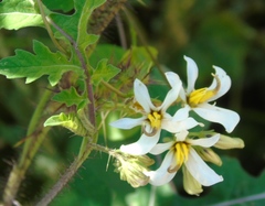 Solanum grayi
