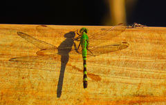 Erythemis