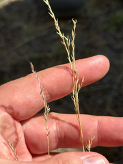 Festuca saximontana, photograph author not stated, no rights reserved