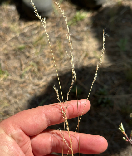 Festuca saximontana, photograph 5