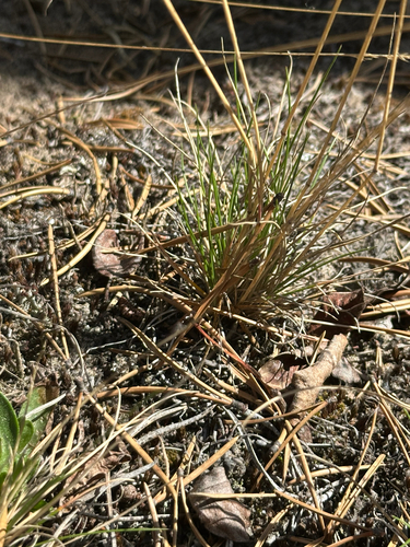 Festuca saximontana, photograph 6