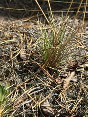 Festuca saximontana, photograph author not stated, no rights reserved