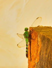 Erythemis