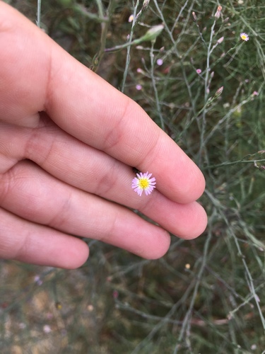 iNaturalist observation photo of annual saltmarsh aster