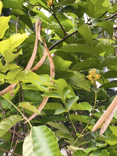 Markhamia lutea, photograph 4