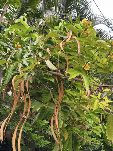 Markhamia lutea, photograph 5