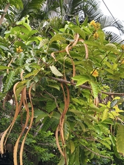 Markhamia lutea, photograph (c) Raja Sekhar Chimirala, some rights reserved (CC BY)