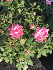 Rosa