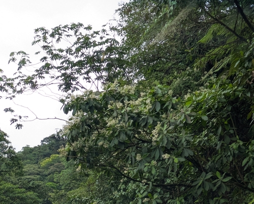 Ardisia revoluta, photograph 5