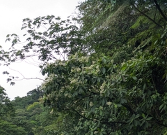 Ardisia revoluta, photograph (c) My-Lan Le, some rights reserved (CC BY)