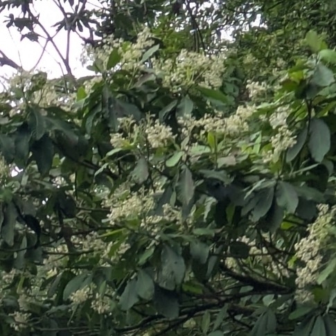 Ardisia revoluta, photograph 6