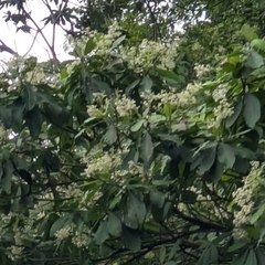 Ardisia revoluta, photograph (c) My-Lan Le, some rights reserved (CC BY)