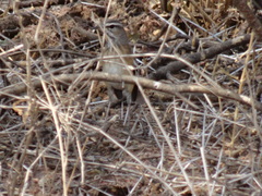 Cercotrichas leucophrys ovamboensis