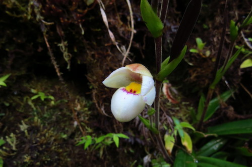 Manzur's Phragmipedium
