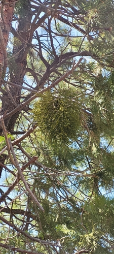 Incense cedar mistletoe (Phoradendron libocedri)