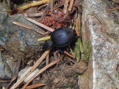Scaphinotus oreophilus