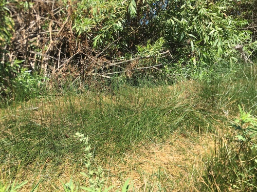 iNaturalist observation photo of Baltic Rush