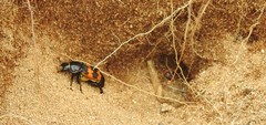 Nicrophorus marginatus