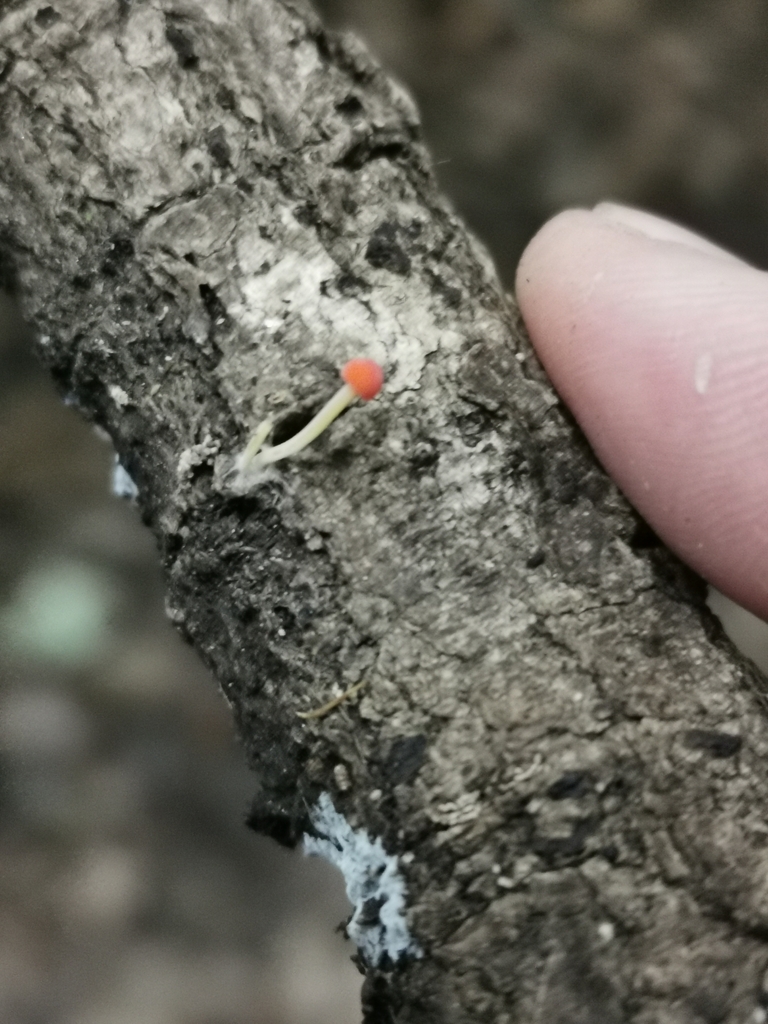 Pruinomycena acicula · May 2025 · photo: © kizzie1 (iNaturalist, cc0)