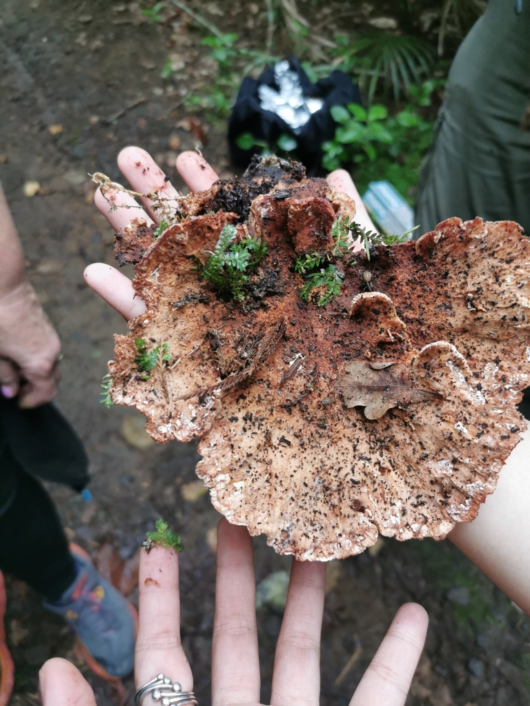 Abortiporus biennis · May 2025 · photo: © kizzie1 (iNaturalist, cc0)