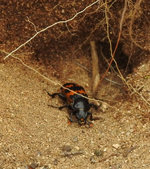 Nicrophorus marginatus